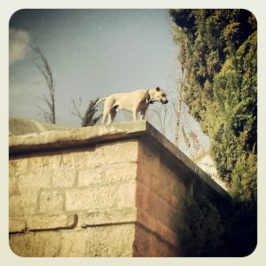 Tours in Jerusalem with Yishay Shavit - a dog in Ein Carem